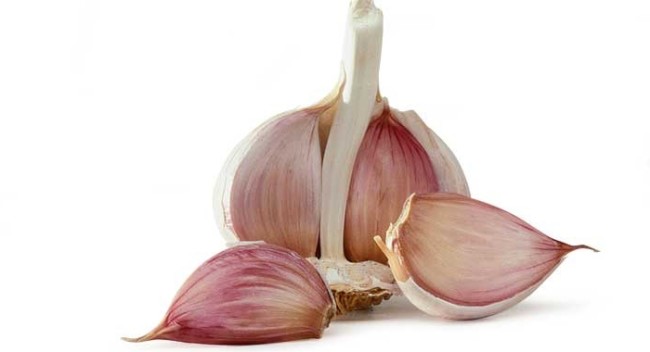 garlic[1]